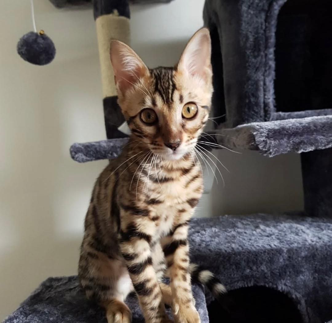 Luna the Persian kitten